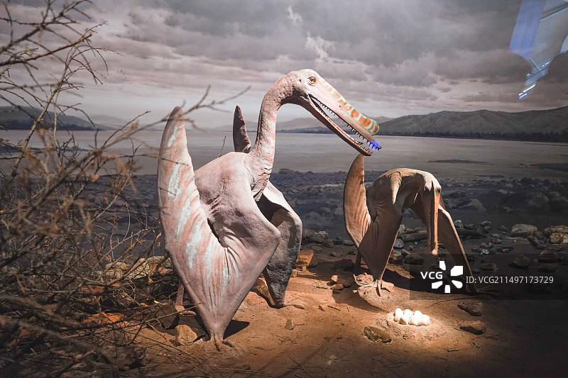 国家海洋博物馆藏白垩纪哈密翼龙图片素材