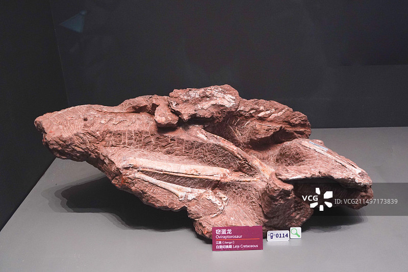 国家海洋博物馆藏白垩纪晚期窃蛋龙化石图片素材