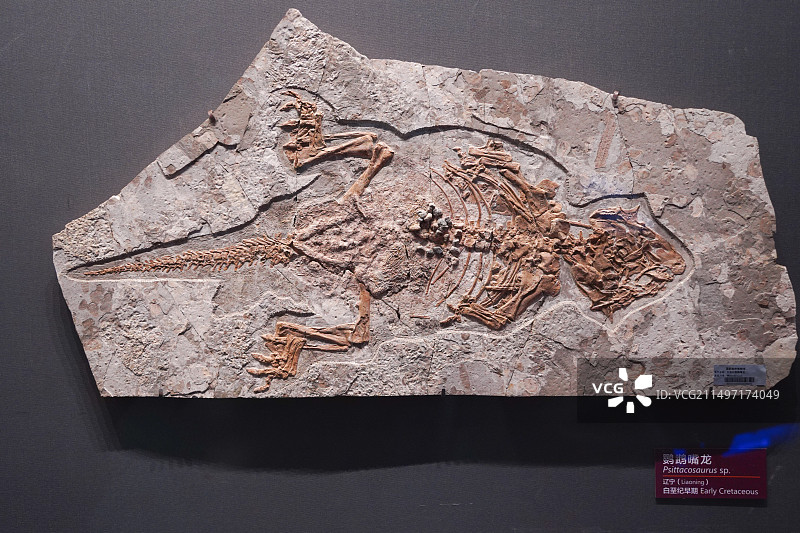 国家海洋博物馆藏白垩纪早期鹦鹉嘴龙化石图片素材