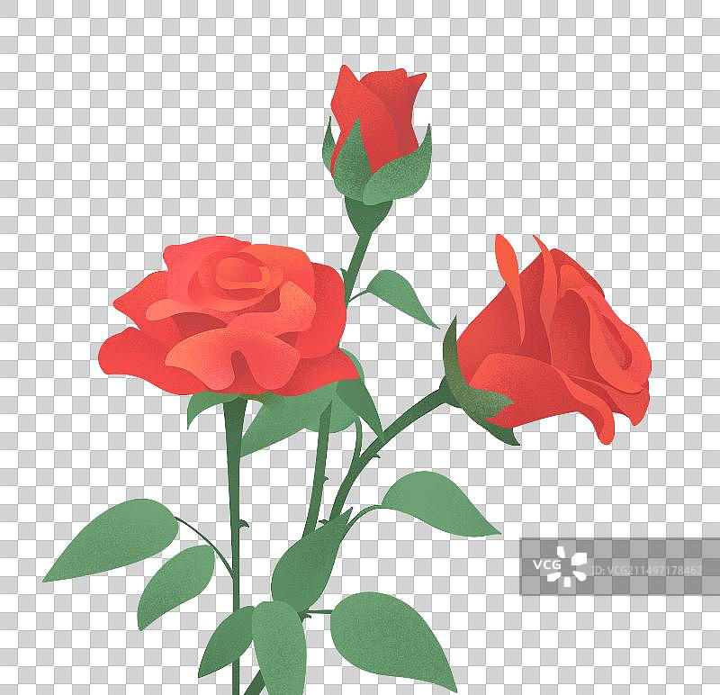 代表爱情和喜欢的新鲜玫瑰花艳丽绽放图片素材