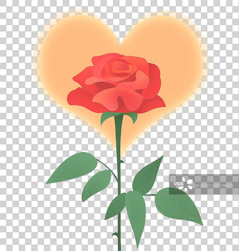 爱心玫瑰花绽放着插画图片素材