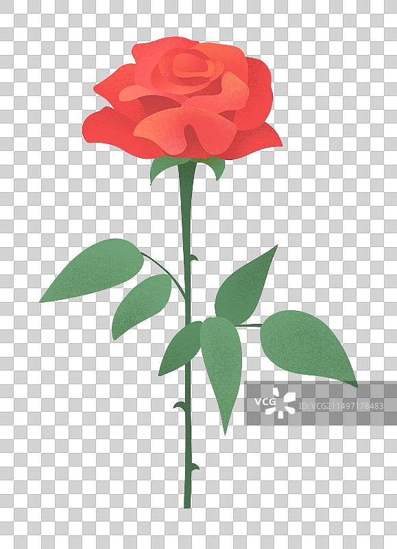 代表爱情和喜欢的新鲜玫瑰花艳丽绽放图片素材