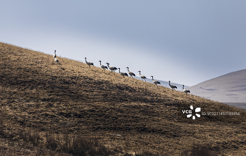 云南昭通市昭阳区大山包黑颈鹤自然保护区图片素材