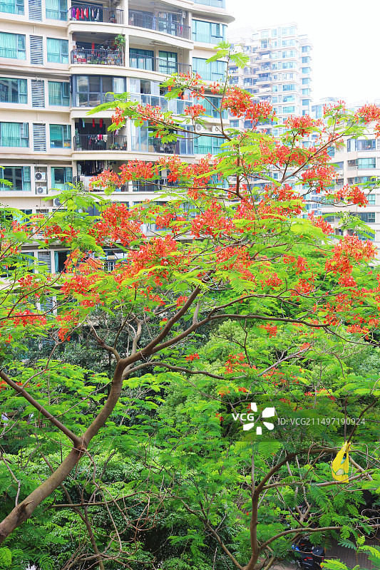 广州小区里盛开的凤凰花图片素材