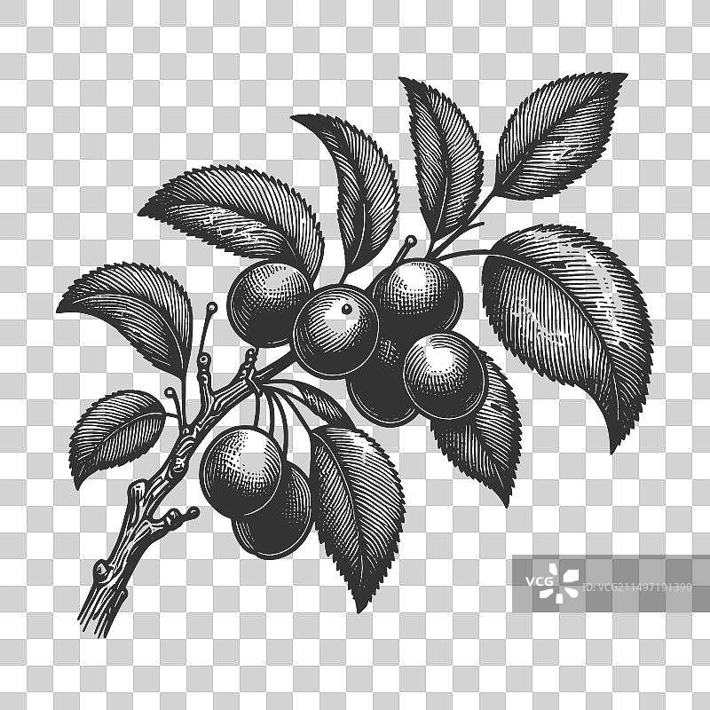 梅花枝雕刻素描图片素材