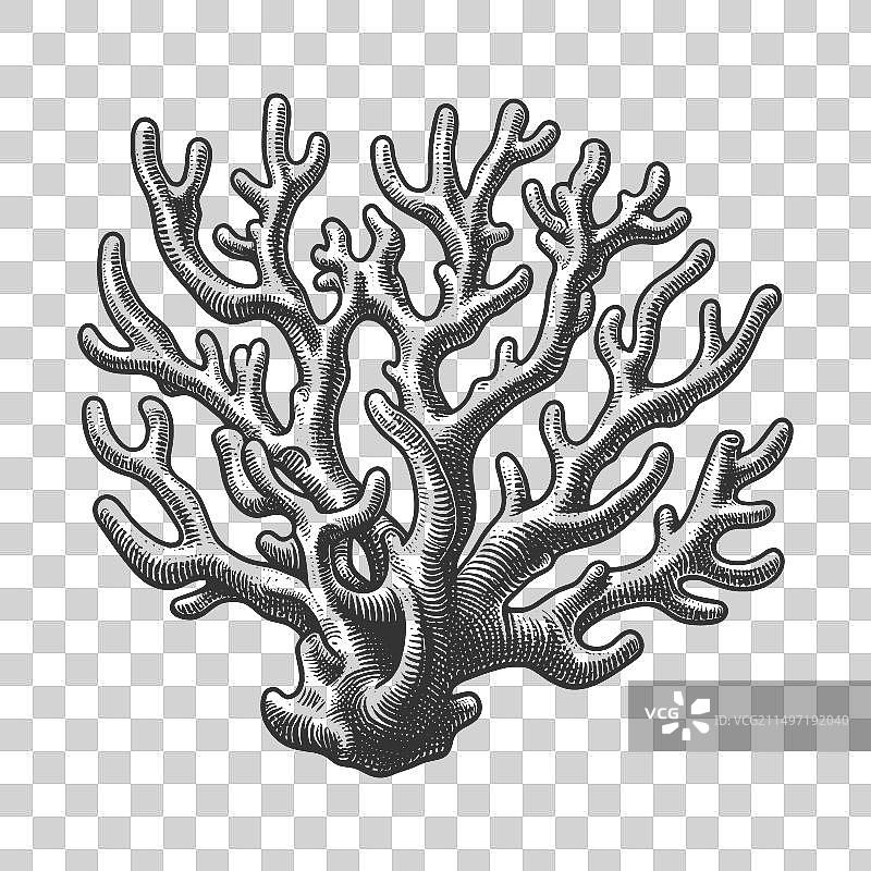 珊瑚色树枝雕刻素描图片素材