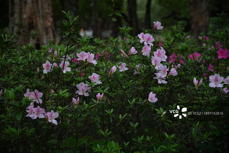花团锦簇图片素材