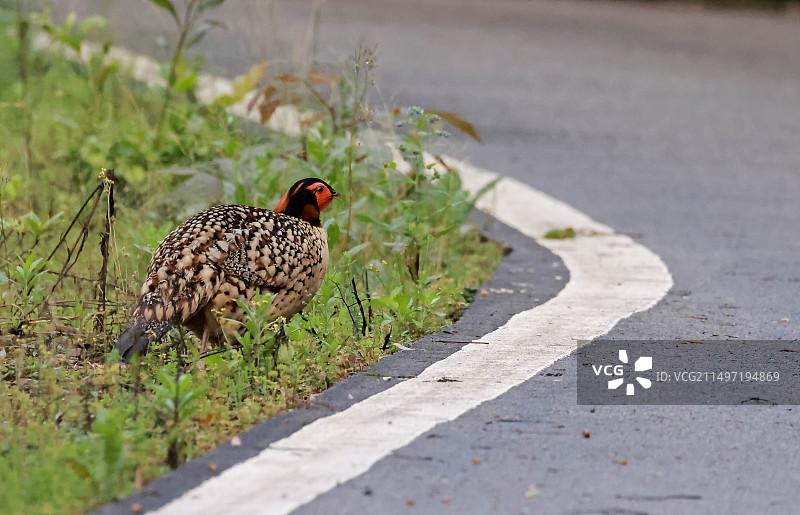 黄腹角雉图片素材