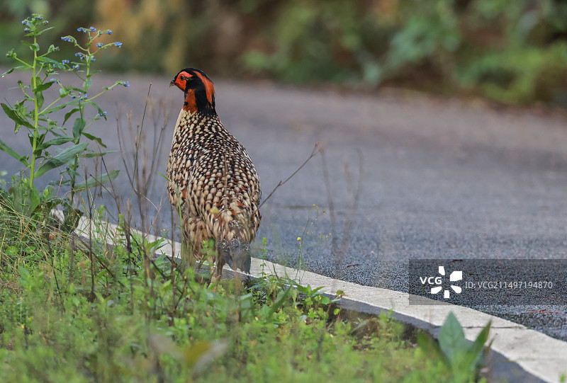 黄腹角雉图片素材