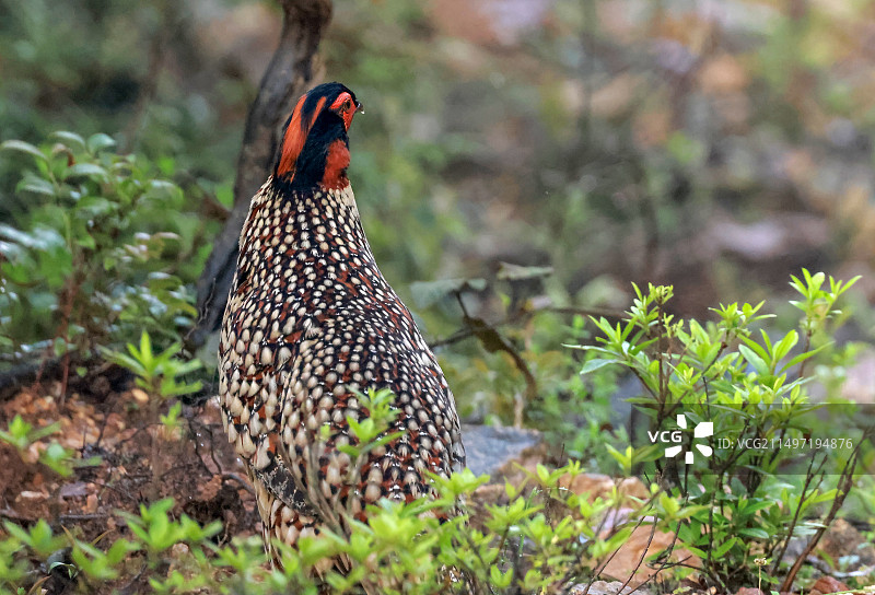 黄腹角雉图片素材