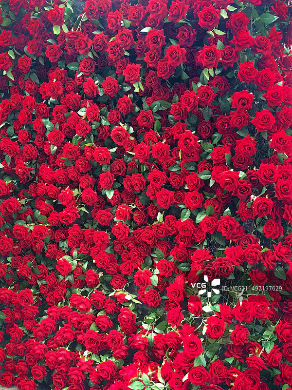 玫瑰花墙图片素材