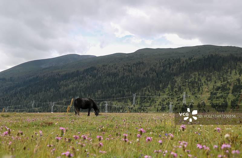 川西在多云的天空中行走在草原上的马的后视图图片素材