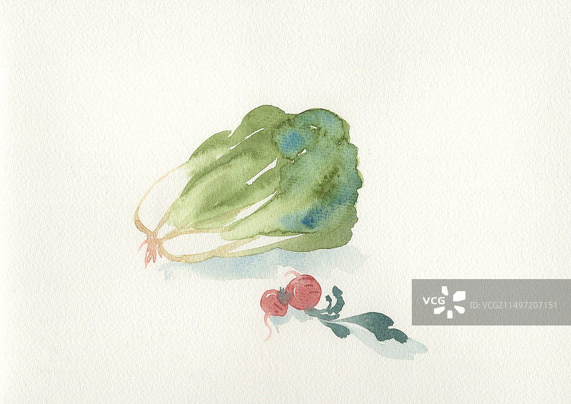 白菜和萝卜插画图片素材