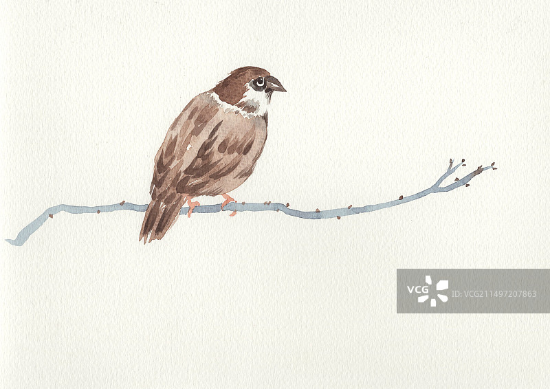 麻雀插画图片素材