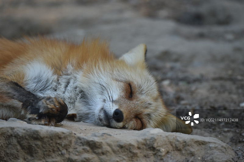 赤狐 狐狸 野生动物 北京动物园图片素材