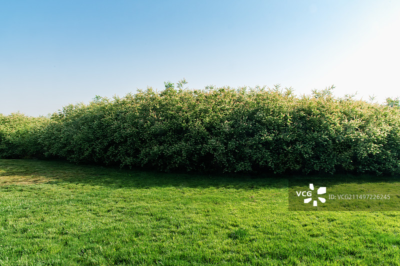 蓝天下 绿植葱翠 森林茂密 草坪宽阔图片素材