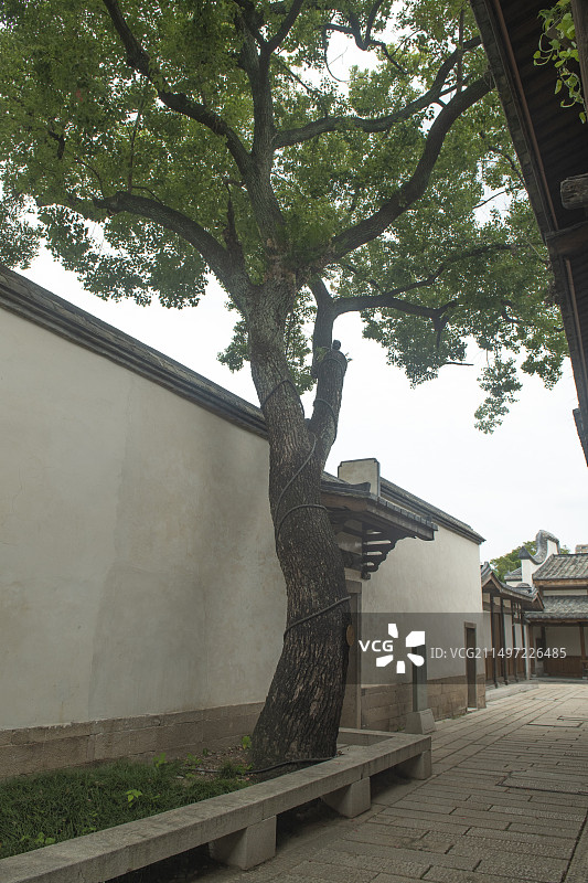 福州南公河口的古树图片素材