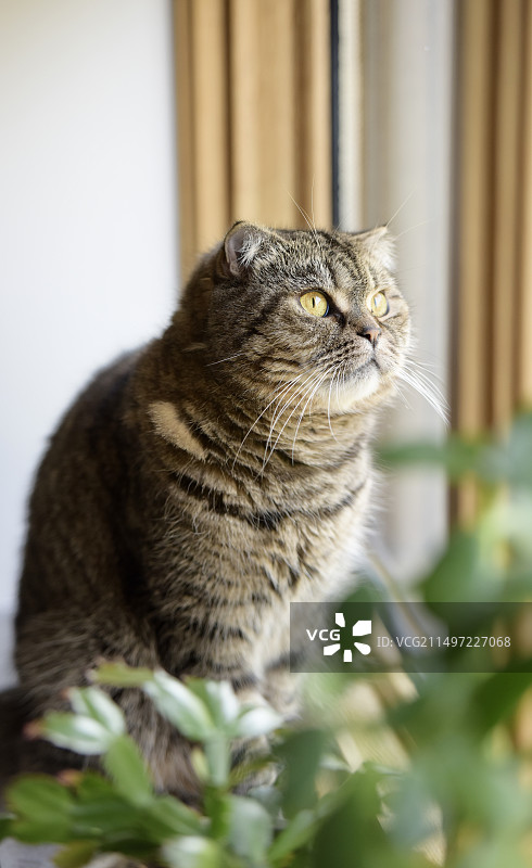 好奇的小猫图片素材