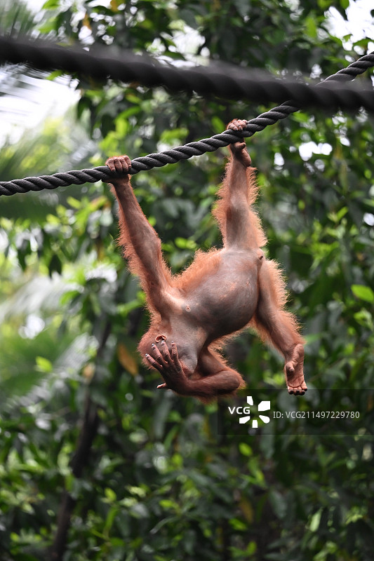 猴哥不忍直视图片素材