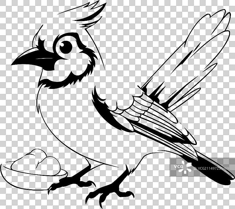 白色背景上的蓝鸦图片素材