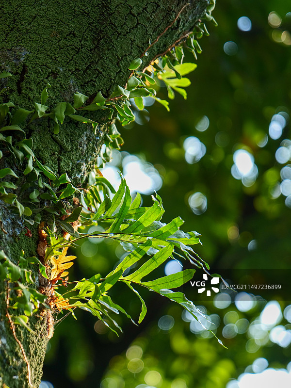 树上寄生的蕨类植物图片素材