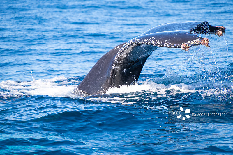 座头鲸图片素材