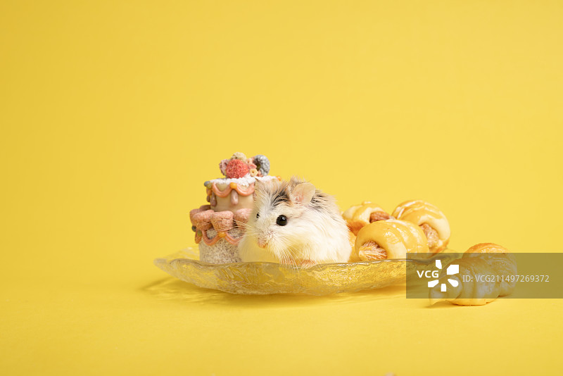 仓鼠黄色背景肖像图片素材