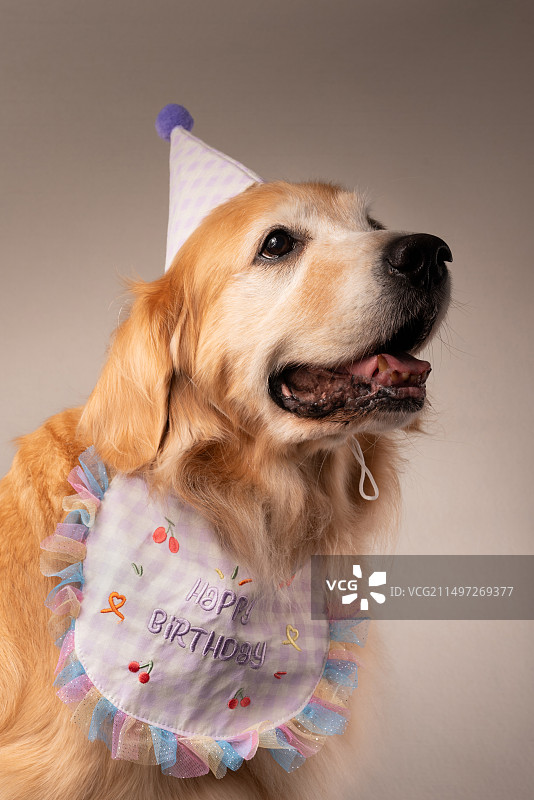 金毛犬生日帽肖像图片素材