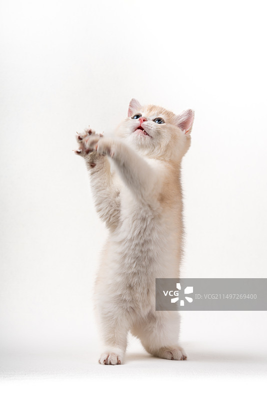 银渐层小奶猫白幕肖像图片素材