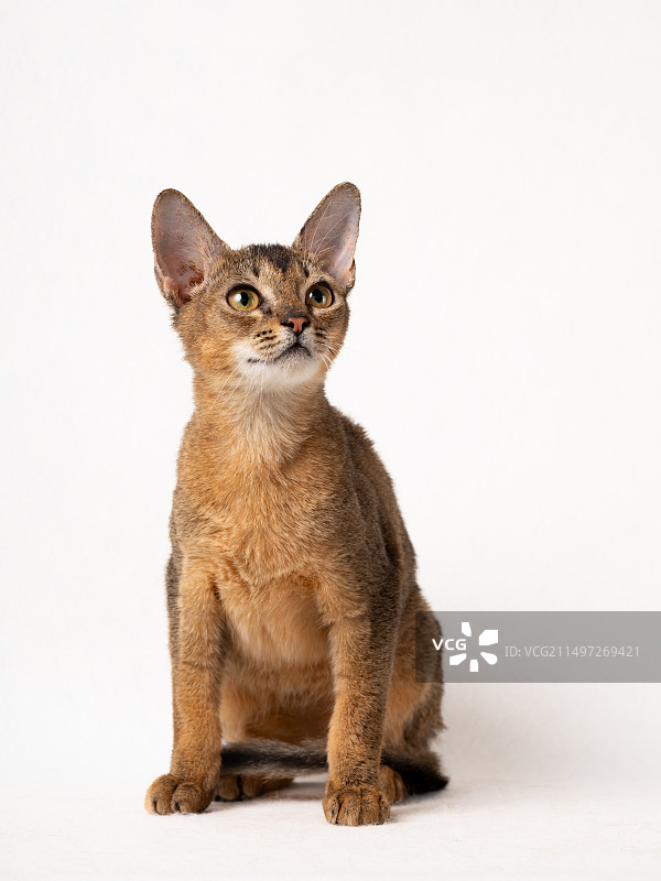 阿比西尼亚白幕肖像图片素材