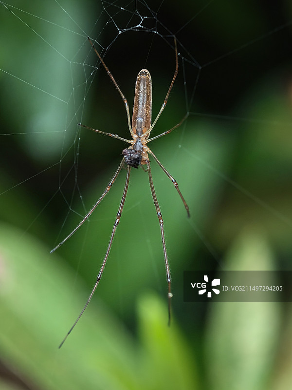 蜘蛛进餐特写镜头图片素材