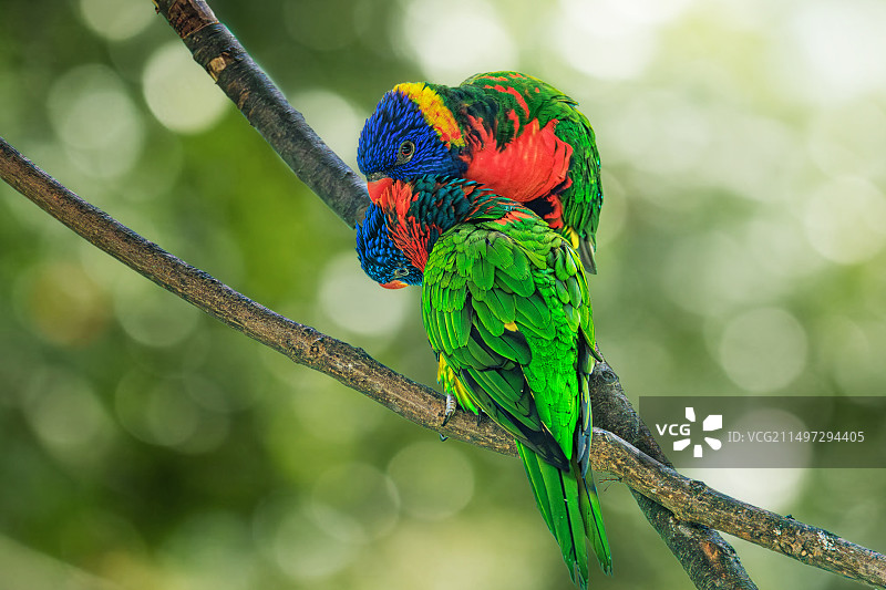 诉说悄悄话（红领吸密鹦鹉）图片素材