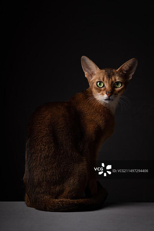 阿比西尼亚暗调全身肖像图片素材