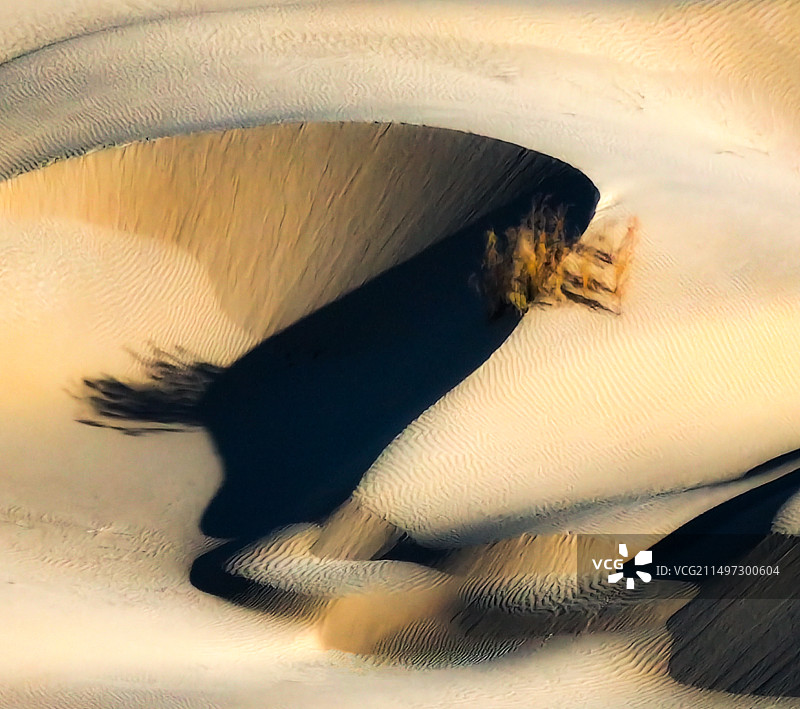 沙漠胡杨图片素材