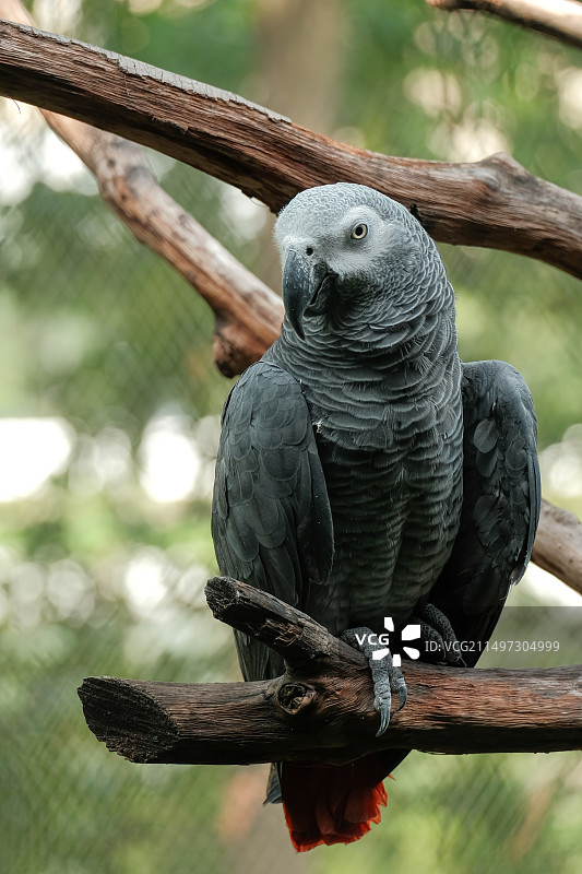 武汉动物园 灰鹦鹉图片素材