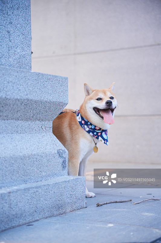 一只柴犬图片素材