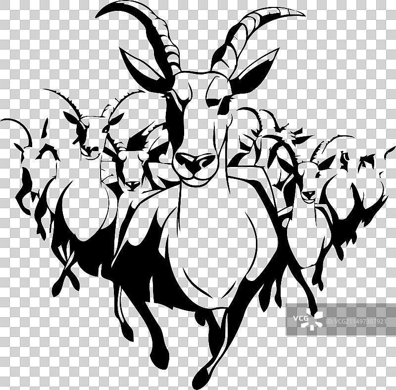 白色背景上的山羊和羊群图片素材