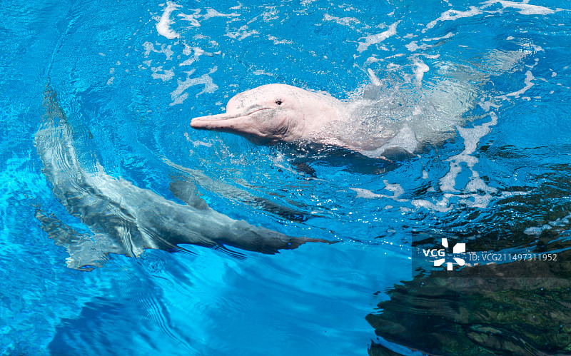中华白海豚图片素材