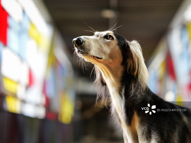充满活力的萨路基猎犬图片素材