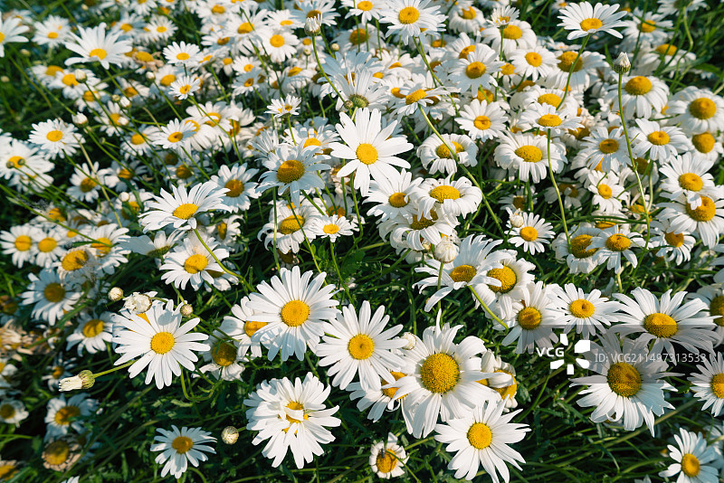 小雏菊图片素材