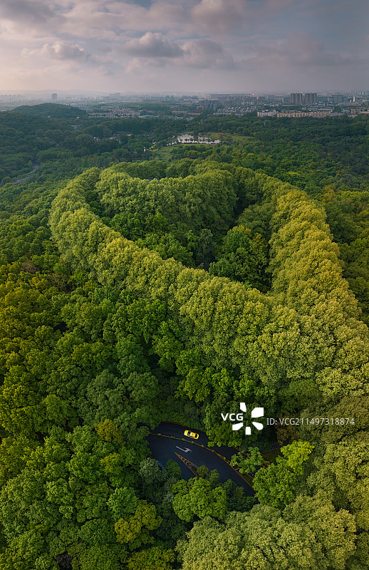 南京东郊景区的梧桐大道航拍，远处是南京主城图片素材