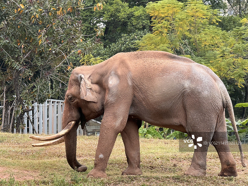 广州动物园的大象图片素材