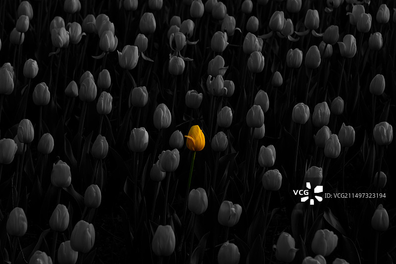 黄花植物野外特写图片素材