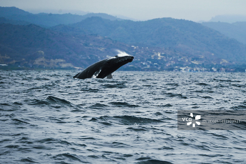 座头鲸图片素材