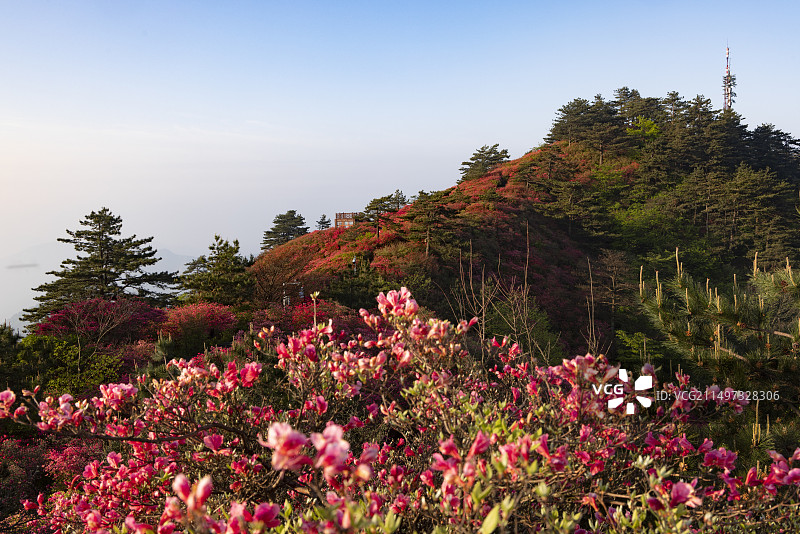 人间四月天，麻城看杜鹃图片素材