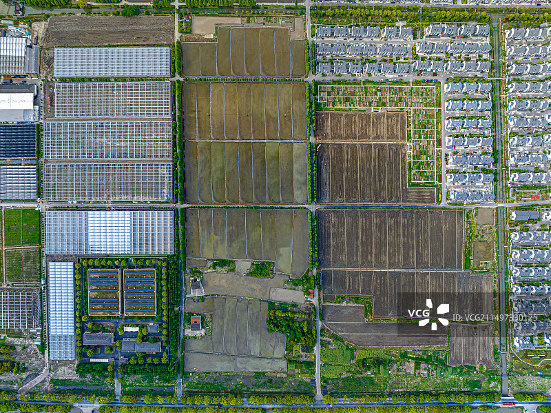 上海市郊农村田野风貌 农村里的水稻田 松江大米 农村合作社稻米种植加工基地图片素材