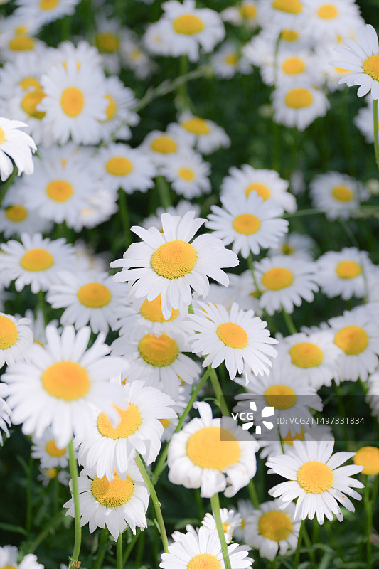 小雏菊图片素材