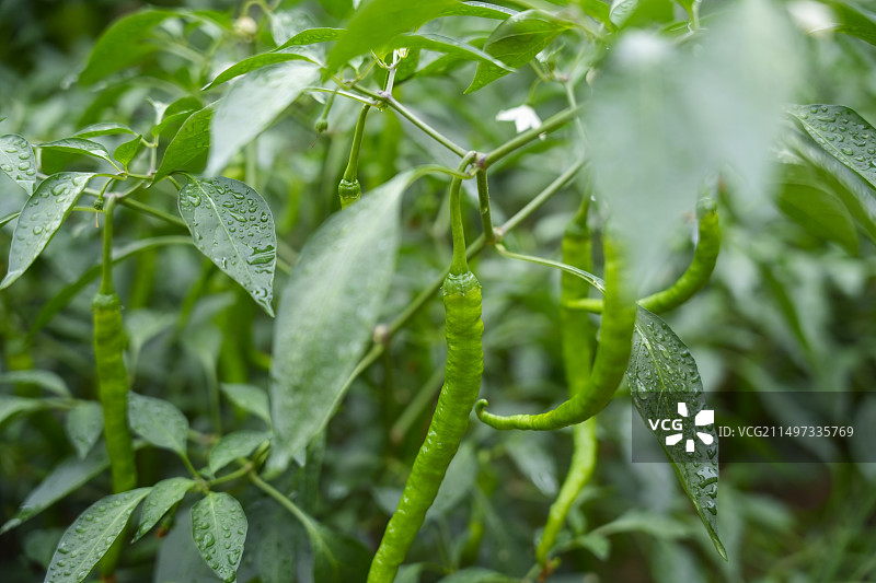 阴雨天青辣椒的特写图片素材