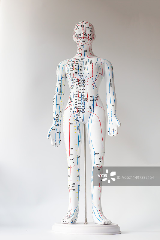 中医针灸穴位人体模型图片素材