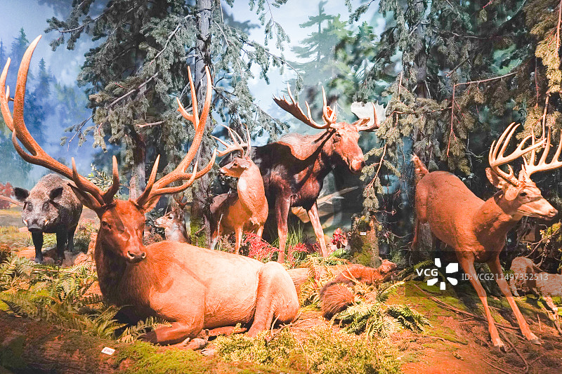 国家海洋博物馆藏马鹿野猪标本图片素材